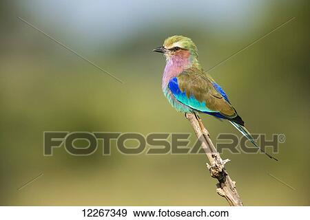Lilac-breasted Roller perched on stick in Tarangire National Park; Tanzania View Large Photo Image Stock Photo - Lilac-breasted Roller perched on stick in Tarangire National Park; Tanzania. Fotosearch