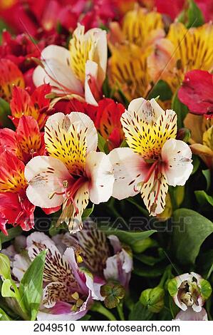 Stock Image - Lilies For Sale, Cuenca, Azuay, Ecuador. Fotosearch