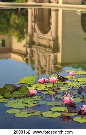 Stock Image - Lilies In A Pond With The Museum Of Art Reflected In The Water In Balboa Park; San Diego California United States Of America. Fotosearch