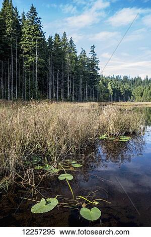 Stock Photography - Lilly pads floating near the shore at Mike Lake in Golden Ears Park; Maple Ridge, British Columbia, Canada. Fotosearch