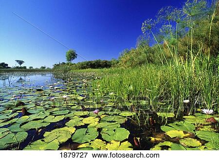 Lily Pads In A River, Okavango Delta View Large Photo Image Stock Photo - Lily Pads In A River, Okavango Delta. Fotosearch