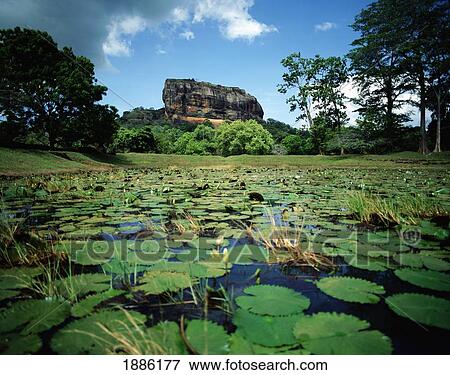 Stock Photo - Lily Pond & Sigiriya Rock Fortress. Fotosearch