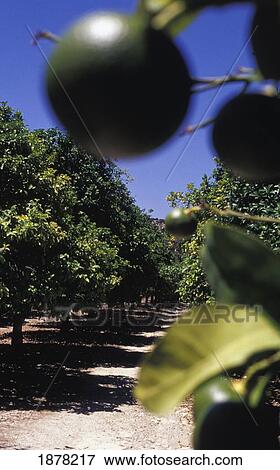 Lime Hanging From Tree In A Grove, Close Up View Large Photo Image Stock Photo - Lime Hanging From Tree In A Grove, Close Up. Fotosearch