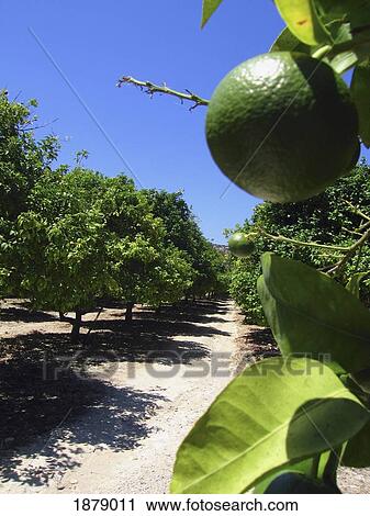 Stock Image - Lime On A Branch In A Citrus Grove, Close Up. Fotosearch