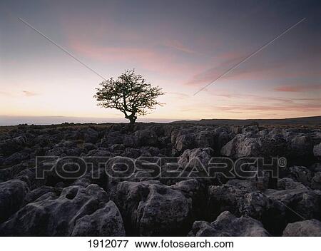Limestone Pavement At Twisleton Scars, Yorkshire Dales National Park, North Yorkshire, England, Uk View Large Photo Image Stock Photo - Limestone Pavement At Twisleton Scars, Yorkshire Dales National Park, North Yorkshire, England, Uk. Fotosearch