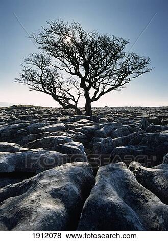 Limestone Pavement At Twisleton Scars, Yorkshire Dales National Park, North Yorkshire, England, Uk View Large Photo Image Stock Photo - Limestone Pavement At Twisleton Scars, Yorkshire Dales National Park, North Yorkshire, England, Uk. Fotosearch