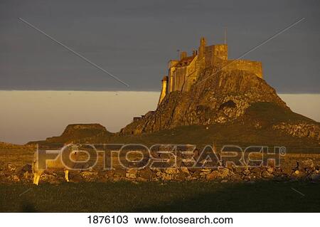 Lindisfarne, Northumberland, England; A Sheep Standing In A Field With A Castle On The Tidal Island Also Known As Holy Island View Large Photo Image Stock Image - Lindisfarne, Northumberland, England; A Sheep Standing In A Field With A Castle On The Tidal Island Also Known As Holy Island. Fotosearch