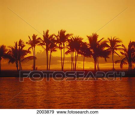 Stock Photo - Line Of Palm Trees Against Sunset, Near Water. Fotosearch