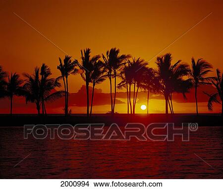 Line Of Palm Trees At Sunset, Near Water Boat In Background View Large Photo Image Picture - Line Of Palm Trees At Sunset, Near Water Boat In Background. Fotosearch
