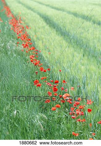Stock Image - Line Of Poppies Beside Field. Fotosearch