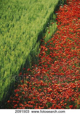 Line Of Red Poppies In Wheat Field In Provence, France. View Large Photo Image Stock Image - Line Of Red Poppies In Wheat Field In Provence, France.. Fotosearch