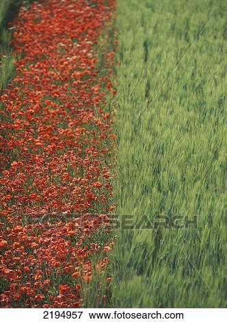 Line Of Red Poppies In Wheat Field In Provence, France. View Large Photo Image Stock Photo - Line Of Red Poppies In Wheat Field In Provence, France.. Fotosearch