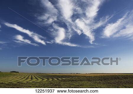 Lines of cut canola in a field with blue sky and finger white clouds; Alberta, Canada View Large Photo Image Stock Photo - Lines of cut canola in a field with blue sky and finger white clouds; Alberta, Canada. Fotosearch