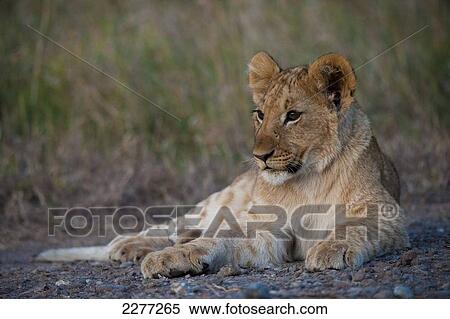Stock Photography - Lion cub at dusk, Ol Pejeta Conservancy; Kenya. Fotosearch