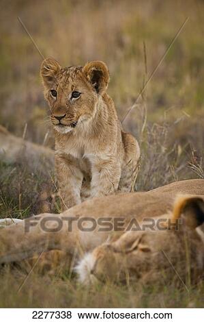 Lion cub beside sleeping lioness, Ol Pejeta Conservancy; Kenya View Large Photo Image Stock Photo - Lion cub beside sleeping lioness, Ol Pejeta Conservancy; Kenya. Fotosearch