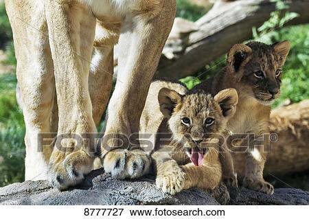 Stock Photo - Lion cub (panthera leo), Reid Park Zoo; Tucson, Arizona, United States of America. Fotosearch