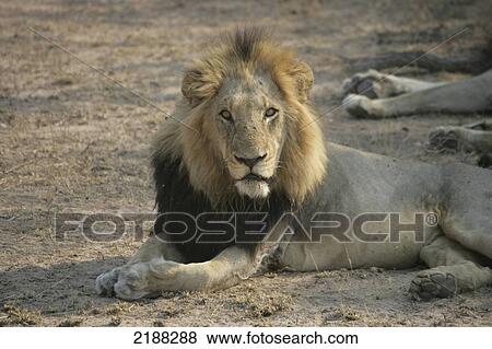 Stock Photo - LION IN KRUGER PARK SOUTH AFRICA. Fotosearch