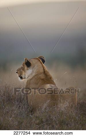 Picture - Lioness at dusk, Ol Pejeta Conservancy; Kenya. Fotosearch