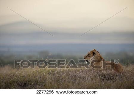 Lioness at dusk, Ol Pejeta Conservancy; Kenya View Large Photo Image Stock Photograph - Lioness at dusk, Ol Pejeta Conservancy; Kenya. Fotosearch