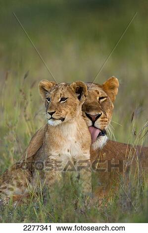 Lioness licking cub clean at dusk, Ol Pejeta Conservancy; Kenya View Large Photo Image Stock Image - Lioness licking cub clean at dusk, Ol Pejeta Conservancy; Kenya. Fotosearch