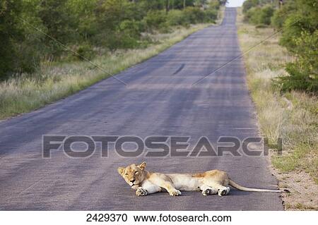 Stock Image - Lioness resting on the road near the Gomo Gomo game lodge; South Africa. Fotosearch