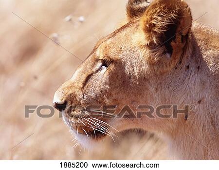 Lioness Staring Intently At Passing Gazelle, Close Up View Large Photo Image Stock Image - Lioness Staring Intently At Passing Gazelle, Close Up. Fotosearch
