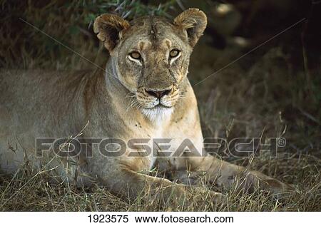 Lioness View Large Photo Image Stock Photography - Lioness. Fotosearch