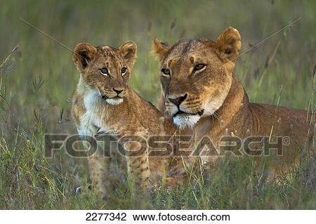 Lioness with cub at dusk, Ol Pejeta Conservancy; Kenya View Large Photo Image Stock Image - Lioness with cub at dusk, Ol Pejeta Conservancy; Kenya. Fotosearch