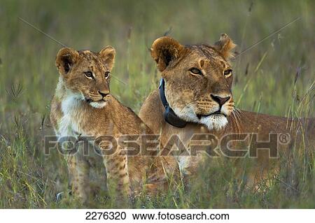 Lioness with GPS radio collar and cub at dusk, Ol Pejeta Conservancy; Kenya View Large Photo Image Stock Image - Lioness with GPS radio collar and cub at dusk, Ol Pejeta Conservancy; Kenya. Fotosearch