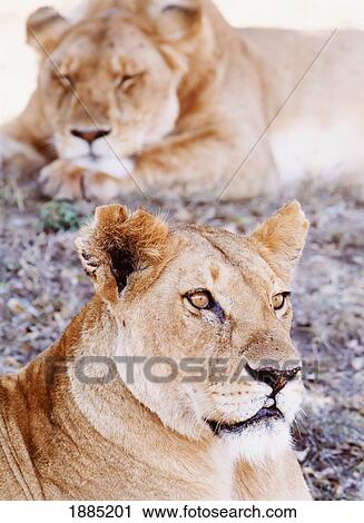 Stock Image - Lionesses Lying In Shade In Maasai Mara Game Reserve. Fotosearch