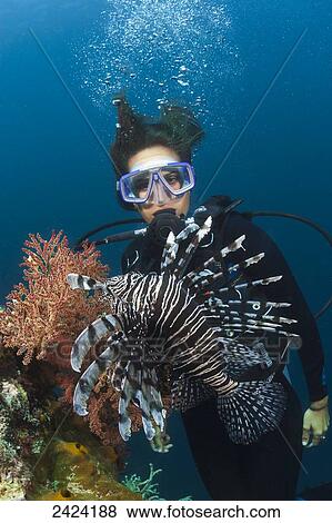 Lionfish (Pterois volitans) and a diver; Raja Ampat, Indonesia View Large Photo Image Stock Photo - Lionfish (Pterois volitans) and a diver; Raja Ampat, Indonesia. Fotosearch