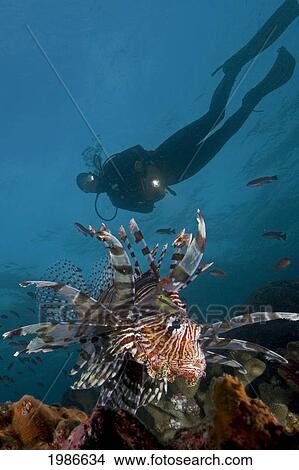 Lionfish (Pterois Volitans) and diver; Indonesia View Large Photo Image Picture - Lionfish (Pterois Volitans) and diver; Indonesia. Fotosearch