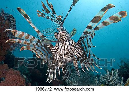Lionfish (Pterois Volitans) floating peacefully above reef; Indonesia View Large Photo Image Stock Image - Lionfish (Pterois Volitans) floating peacefully above reef; Indonesia. Fotosearch