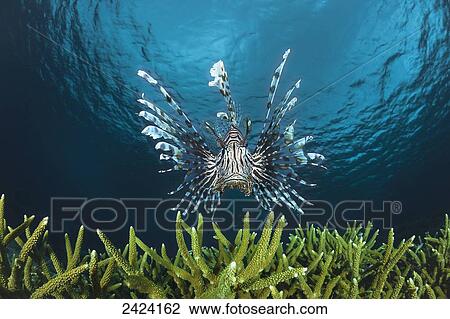 Stock Image - Lionfish (Pterois volitans); Indonesia. Fotosearch