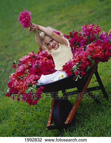Little Blonde Girl In Wheelbarrow With Pink Bougainvillea, Arms In Air View Large Photo Image Stock Image - Little Blonde Girl In Wheelbarrow With Pink Bougainvillea, Arms In Air. Fotosearch