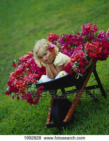 Little Blonde Girl In Wheelbarrow With Pink Bougainvillea View Large Photo Image Stock Photo - Little Blonde Girl In Wheelbarrow With Pink Bougainvillea. Fotosearch
