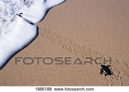 Little Turtle Walking Towards The Sea, Turtle Sanctuary View Large Photo Image Stock Photo - Little Turtle Walking Towards The Sea, Turtle Sanctuary. Fotosearch