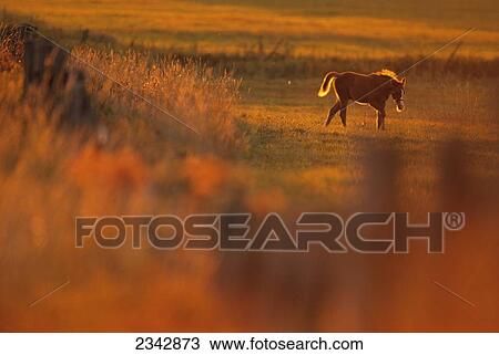 Stock Image - Livestock - A colt horse on a pasture at a horse farm / Douglas County, Wisconsin, USA.. Fotosearch
