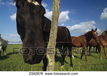 Livestock - A curious horse standing with it View Large Photo Image Stock Photo - Livestock - A curious horse standing with it. Fotosearch