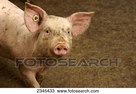 Livestock - A curious young hog in a hog confinement facility / Iowa, USA. View Large Photo Image Stock Image - Livestock - A curious young hog in a hog confinement facility / Iowa, USA.. Fotosearch
