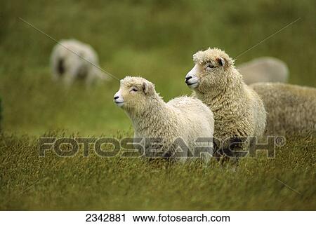 Stock Image - Livestock - A ewe and her lamb on a green pasture / near Cape Farewell, New Zealand.. Fotosearch