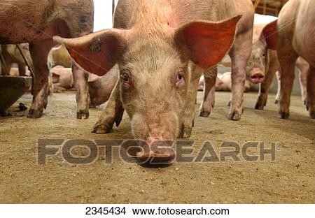 Livestock - A hog sniffing the floor in a hog confinement facility / Iowa, USA. View Large Photo Image Picture - Livestock - A hog sniffing the floor in a hog confinement facility / Iowa, USA.. Fotosearch