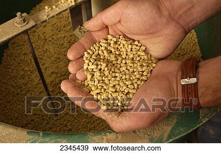 Livestock - A pork producer holds a handful of corn-based hog feed in a hog confinement facility / Iowa, USA. View Large Photo Image Stock Photo - Livestock - A pork producer holds a handful of corn-based hog feed in a hog confinement facility / Iowa, USA.. Fotosearch