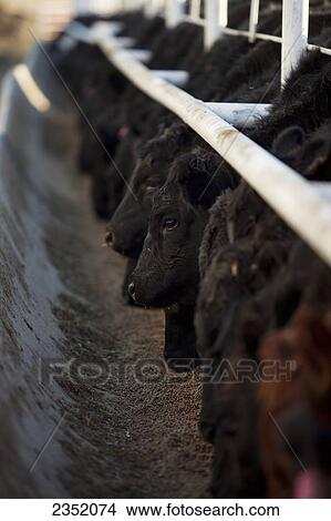 Livestock Angus Feeder Cattle Feeding On A Mixed Corn Ration