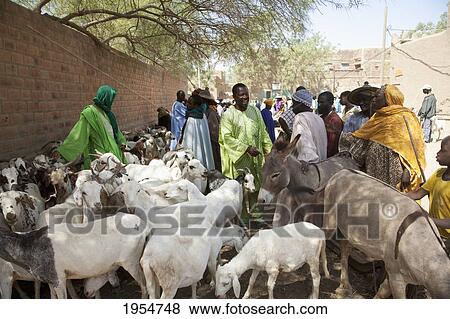 Stock Photo - Livestock for sale at Monday Market in Djenne, Mali. Fotosearch