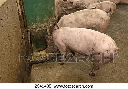 Stock Photo - Livestock -Hogs feeding on corn base feed at a feed station in a hog confinement facility / Iowa, USA.. Fotosearch