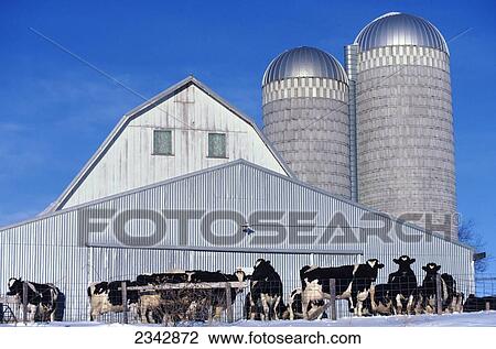 Stock Image - Livestock - Holstein dairy cows await. Fotosearch
