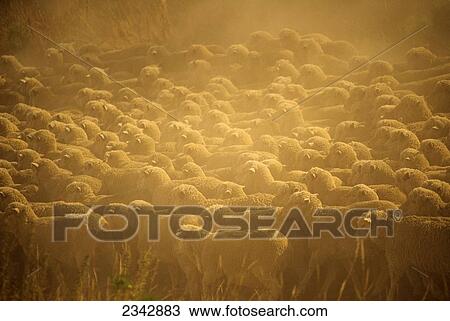 Stock Image - Livestock - Large flock of sheep bunched together on a dry dusty pasture / near Wanaka, New Zealand.. Fotosearch