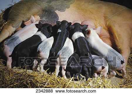 Livestock - Piglets suckling a sow pig on a hog farm / near Vermilion, Minnesota, USA. View Large Photo Image Stock Photo - Livestock - Piglets suckling a sow pig on a hog farm / near Vermilion, Minnesota, USA.. Fotosearch