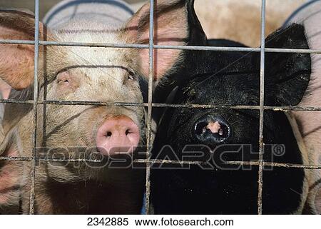 Stock Photography - Livestock - Two free range pigs stick their snouts through the openings in a pig wire fence / Iowa, USA.. Fotosearch